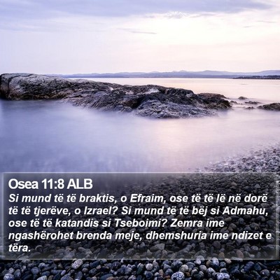 Osea 11:8 ALB Bible Verse Image