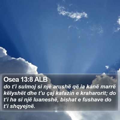 Osea 13:8 ALB Bible Verse Image