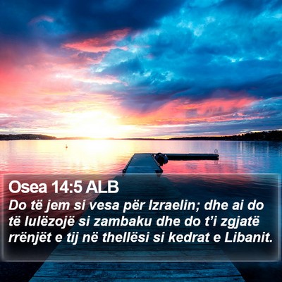 Osea 14:5 ALB Bible Verse Image