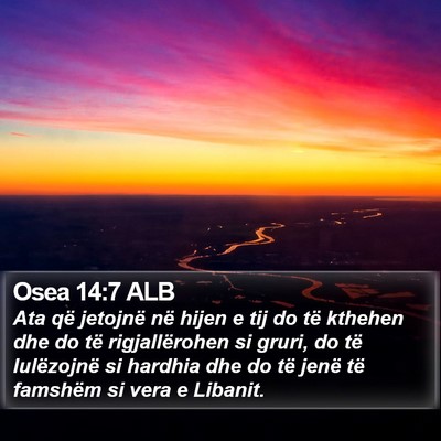 Osea 14:7 ALB Bible Verse Image