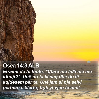 Osea 14:8 ALB Bible Verse Image