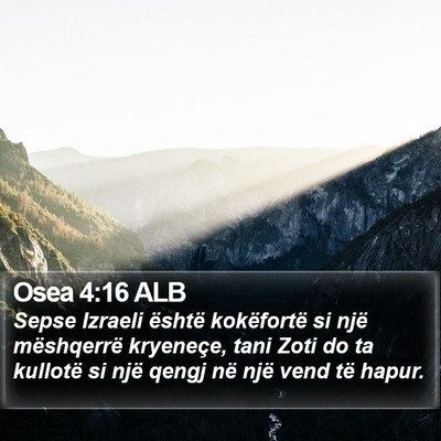 Osea 4:16 ALB Bible Verse Image