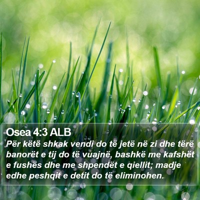 Osea 4:3 ALB Bible Verse Image