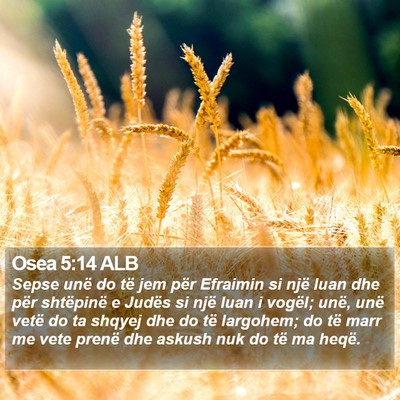 Osea 5:14 ALB Bible Verse Image