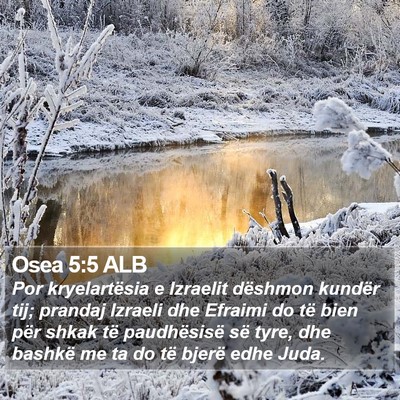 Osea 5:5 ALB Bible Verse Image