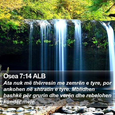 Osea 7:14 ALB Bible Verse Image