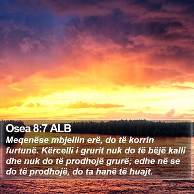 Osea 8:7 ALB Bible Verse Image