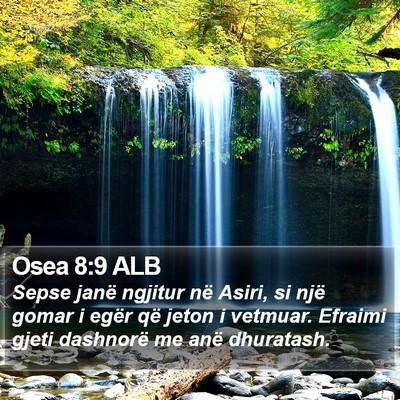 Osea 8:9 ALB Bible Verse Image