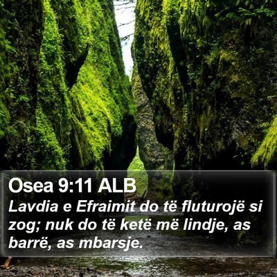Osea 9:11 ALB Bible Verse Image