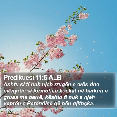 Predikuesi 11:5 ALB Bible Verse Image