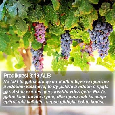 Predikuesi 3:19 ALB Bible Verse Image