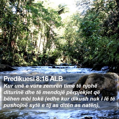 Predikuesi 8:16 ALB Bible Verse Image