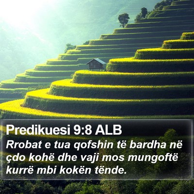 Predikuesi 9:8 ALB Bible Verse Image