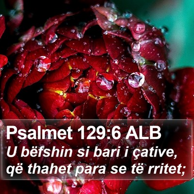 Psalmet 129:6 ALB Bible Verse Image
