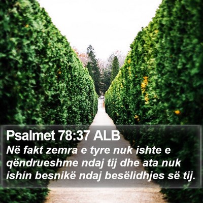Psalmet 78:37 ALB Bible Verse Image