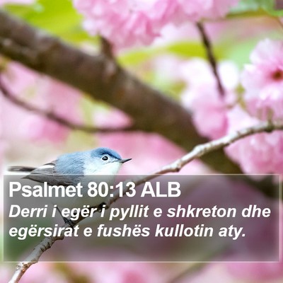 Psalmet 80:13 ALB Bible Verse Image