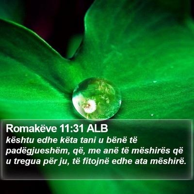 Romakëve 11:31 ALB Bible Verse Image