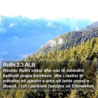 Ruthi 2:3 ALB Bible Verse Image