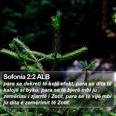 Sofonia 2:2 ALB Bible Verse Image