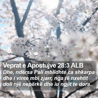 Veprat e Apostujve 28:3 ALB Bible Verse Image
