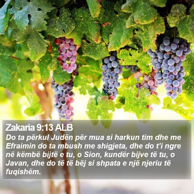 Zakaria 9:13 ALB Bible Verse Image