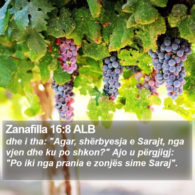 Zanafilla 16:8 ALB Bible Verse Image