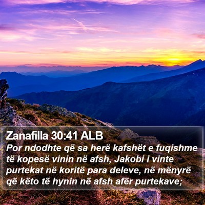 Zanafilla 30:41 ALB Bible Verse Image