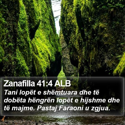 Zanafilla 41:4 ALB Bible Verse Image