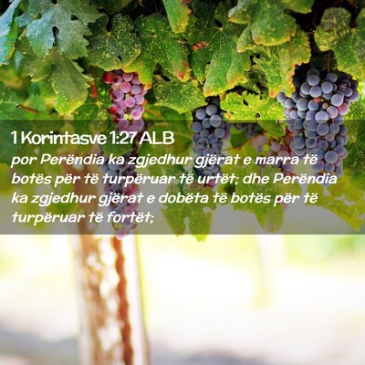 Picture 02 - 1 Korintasve 1:27 ALB - por Perëndia ka zgjedhur gjërat e marra të - Bible Verse Picture