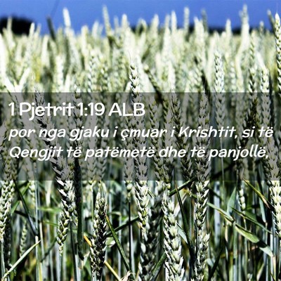 Picture 02 - 1 Pjetrit 1:19 ALB - por nga gjaku i çmuar i Krishtit, si të Qengjit - Bible Verse Picture