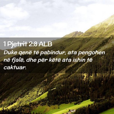 Picture 02 - 1 Pjetrit 2:8 ALB - Duke qenë të pabindur, ata pengohen në fjalë, - Bible Verse Picture