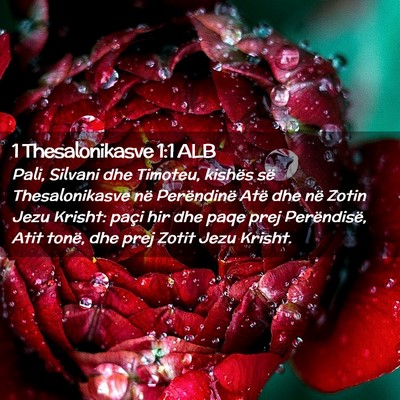 Picture 02 - 1 Thesalonikasve 1:1 ALB - Pali, Silvani dhe Timoteu, kishës së - Bible Verse Picture