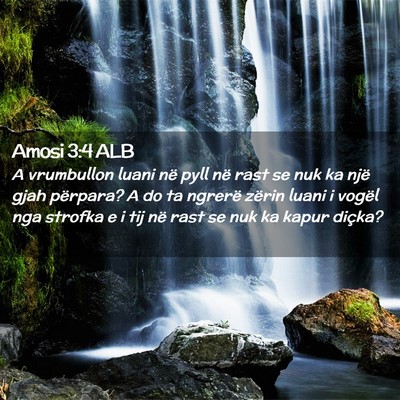 Picture 02 - Amosi 3:4 ALB - A vrumbullon luani në pyll në rast se nuk ka - Bible Verse Picture