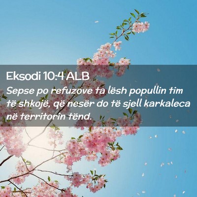 Picture 02 - Eksodi 10:4 ALB - Sepse po refuzove ta lësh popullin tim të - Bible Verse Picture