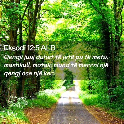Picture 02 - Eksodi 12:5 ALB - Qengji juaj duhet të jetë pa të meta, - Bible Verse Picture