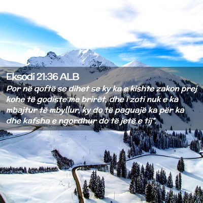 Picture 02 - Eksodi 21:36 ALB - Por në qoftë se dihet se ky ka e kishte zakon - Bible Verse Picture