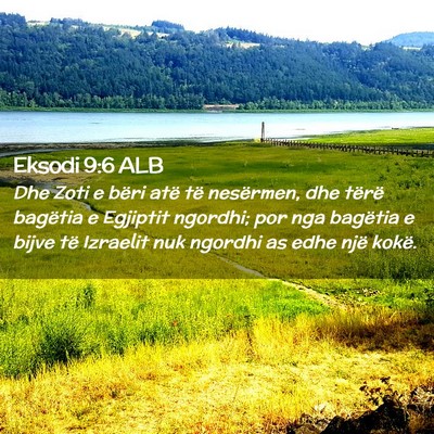 Picture 02 - Eksodi 9:6 ALB - Dhe Zoti e bëri atë të nesërmen, dhe tërë - Bible Verse Picture