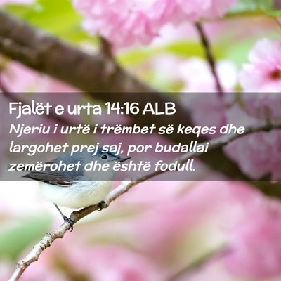 Picture 02 - Fjalët e urta 14:16 ALB - Njeriu i urtë i trëmbet së keqes dhe largohet - Bible Verse Picture