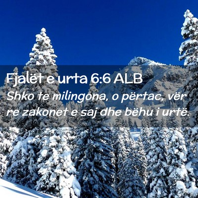 Picture 02 - Fjalët e urta 6:6 ALB - Shko te milingona, o përtac, vër re zakonet e - Bible Verse Picture