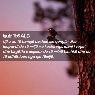 Picture 02 - Isaia 11:6 ALB - Ujku do të banojë bashkë me qengjin dhe - Bible Verse Picture