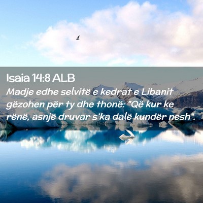 Picture 02 - Isaia 14:8 ALB - Madje edhe selvitë e kedrat e Libanit gëzohen - Bible Verse Picture