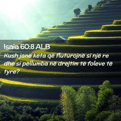 Picture 02 - Isaia 60:8 ALB - Kush janë këta që fluturojnë si një re dhe - Bible Verse Picture