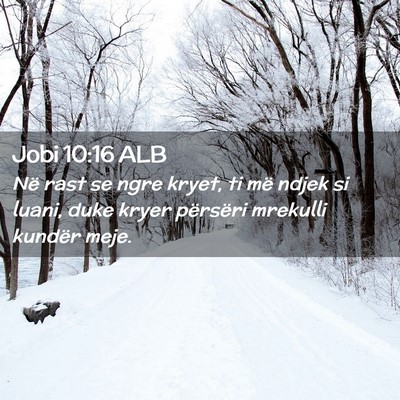 Picture 02 - Jobi 10:16 ALB - Në rast se ngre kryet, ti më ndjek si luani, - Bible Verse Picture