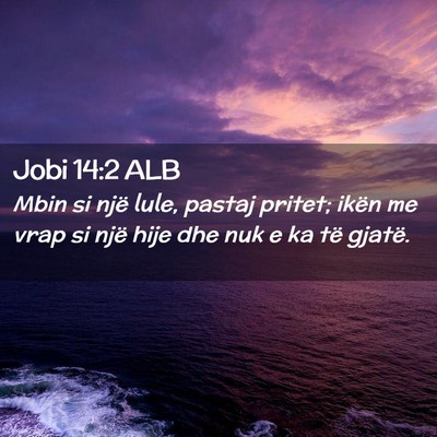 Picture 02 - Jobi 14:2 ALB - Mbin si një lule, pastaj pritet; ikën me vrap - Bible Verse Picture