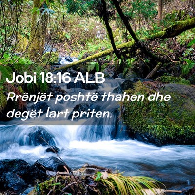 Picture 02 - Jobi 18:16 ALB - Rrënjët poshtë thahen dhe degët lart - Bible Verse Picture