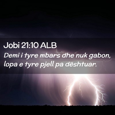 Picture 02 - Jobi 21:10 ALB - Demi i tyre mbars dhe nuk gabon, lopa e tyre - Bible Verse Picture