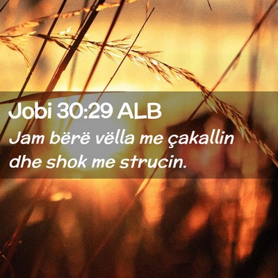 Picture 02 - Jobi 30:29 ALB - Jam bërë vëlla me çakallin dhe shok me - Bible Verse Picture