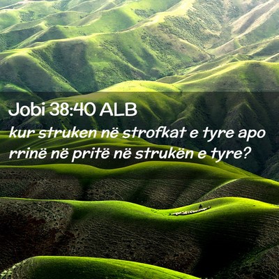Picture 02 - Jobi 38:40 ALB - kur struken në strofkat e tyre apo rrinë në - Bible Verse Picture