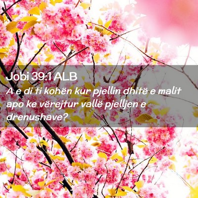 Picture 02 - Jobi 39:1 ALB - A e di ti kohën kur pjellin dhitë e malit apo - Bible Verse Picture