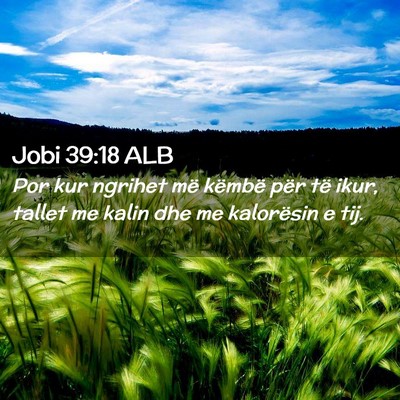 Picture 02 - Jobi 39:18 ALB - Por kur ngrihet më këmbë për të ikur, tallet - Bible Verse Picture